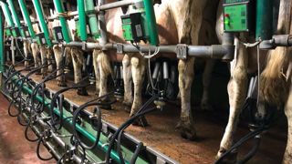 Sodiaal veut lisser la volatilité du prix B du lait grâce aux marchés à terme. © V. Guyot/GFA Sodiaal veut lisser la volatilité du prix B du lait grâce aux marchés à terme. © V. Guyot/GFA